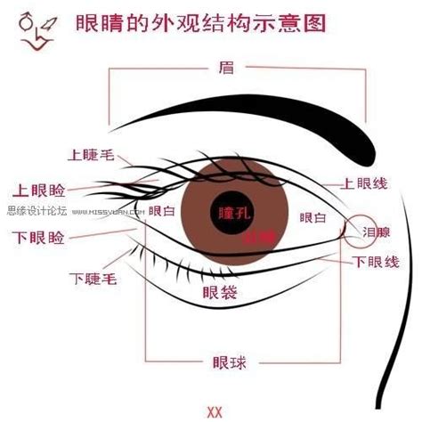 眼角位置|眼角在哪